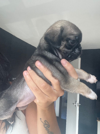 Beautiful Pug Puppies Ready 5th November