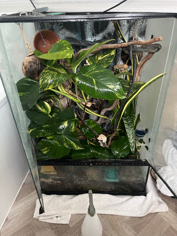 Male crested gecko and 90x45x60cm Viv