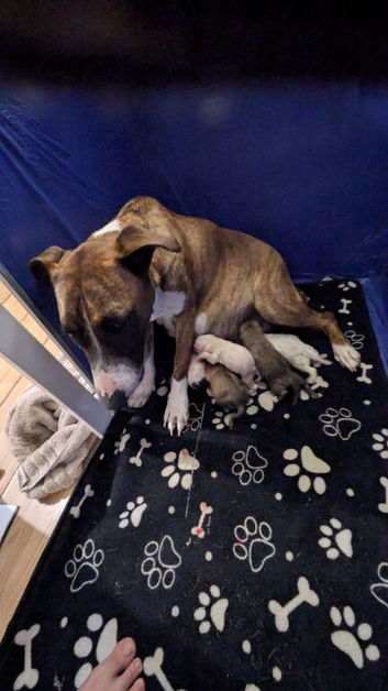 Selling our 10 lovely puppies