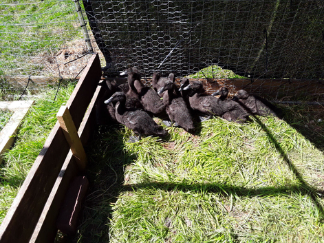 Beautiful Cayuga ducklings for sale.