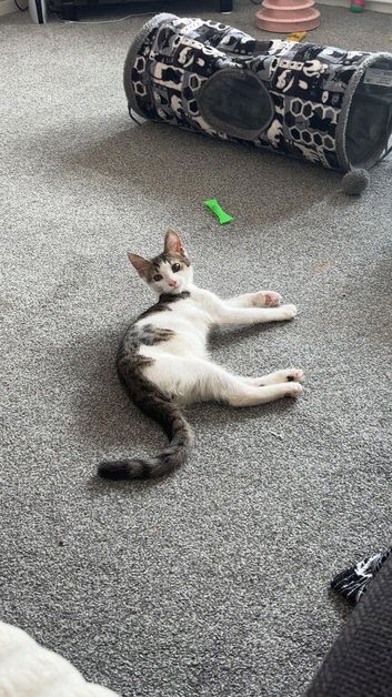 Boy cat