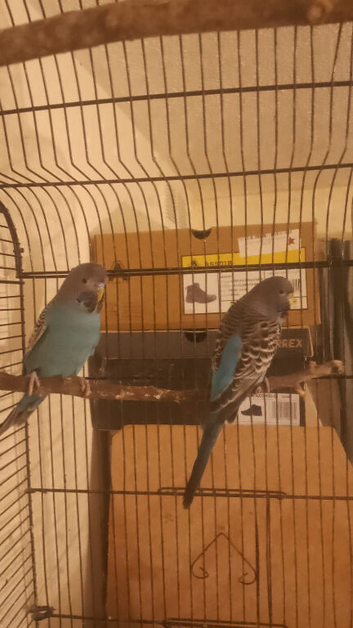 Black Face budgies