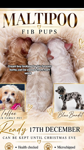 Maltipoo F1B puppies ready Dec 17th