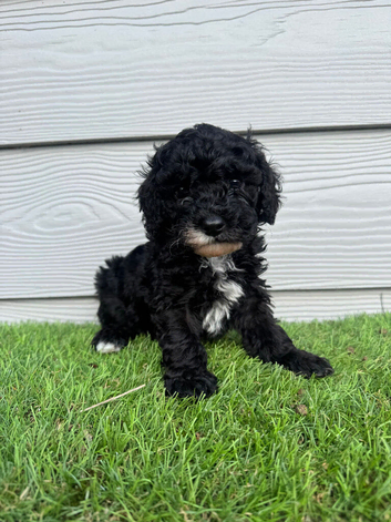 Black & White Stunning Cavapoo Male Puppy