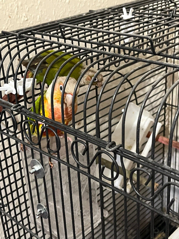Conure breeding pear &pound;349