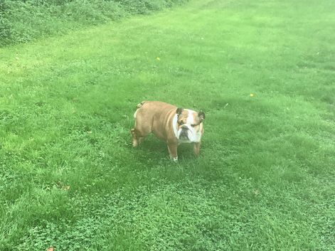 Bulldog bitch for rehoming