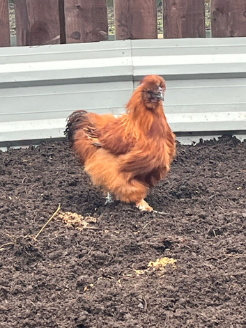 Silkie cockerels