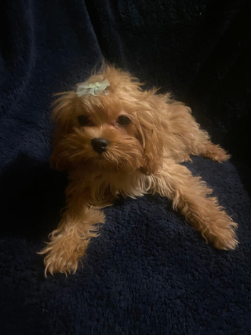 Extensively DNA clear XS cavapoo female