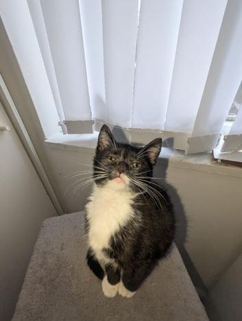 12 week kitten for sale
