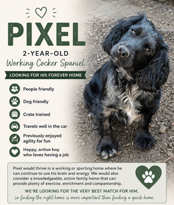 Cocker spaniel