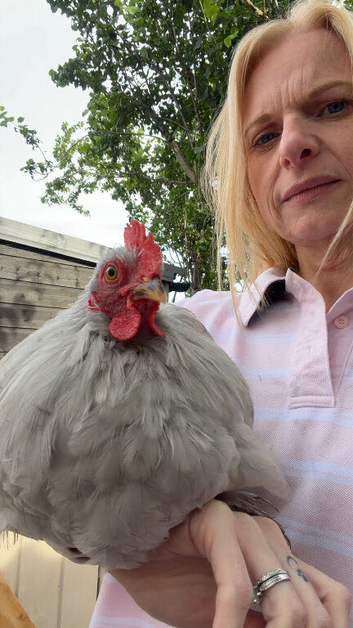 Lavender Pekin Bantam Cockerel