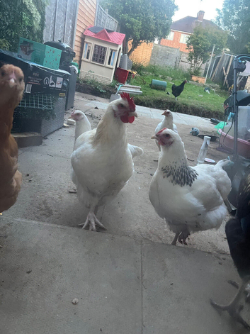 Rooster raised around kids and other pets, PET HOME ONLY