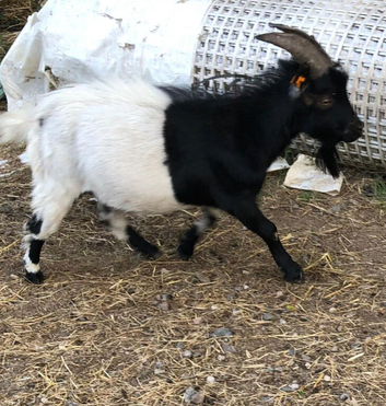 Valais black neck Billy's