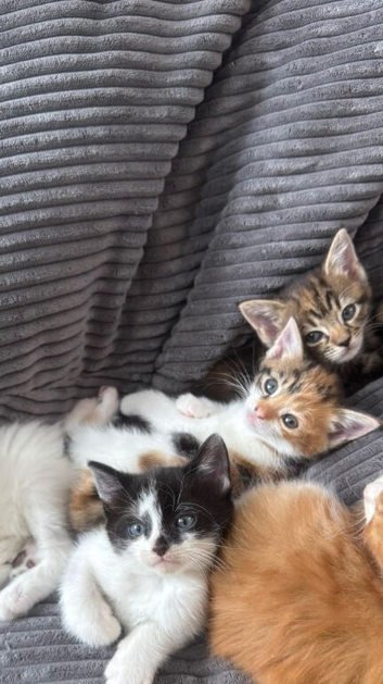 Kittens for sale