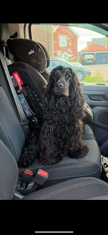 KC Show cocker spaniel