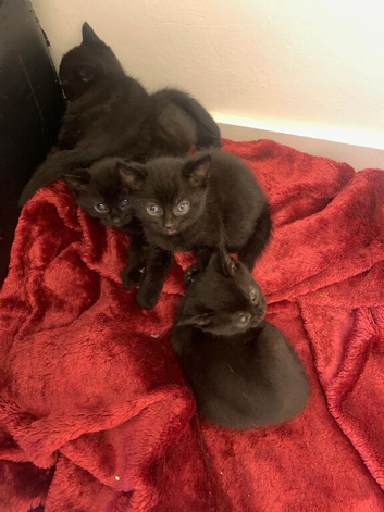 All black tabby kittens