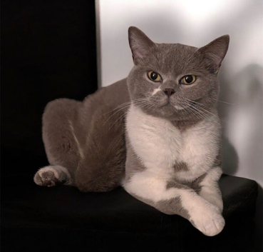 bristish shorthair mix kittens