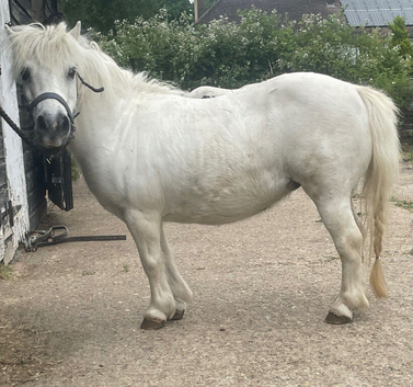 Registered Shetland mare