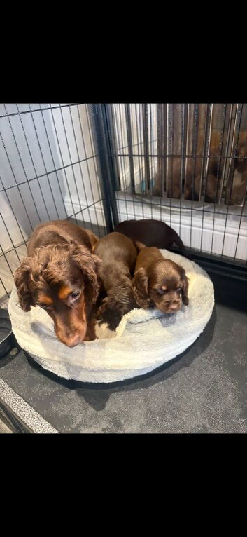 Cocker spaniel puppy&rsquo;s