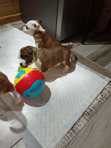 Staffy x Terrier