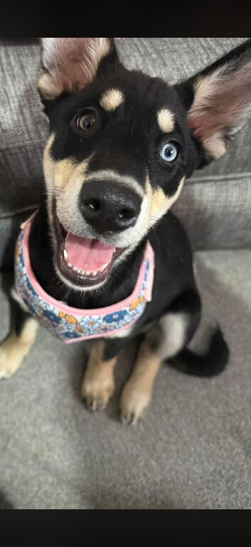 Huskita for rehome