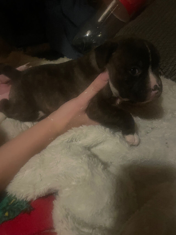 Chunky male pup