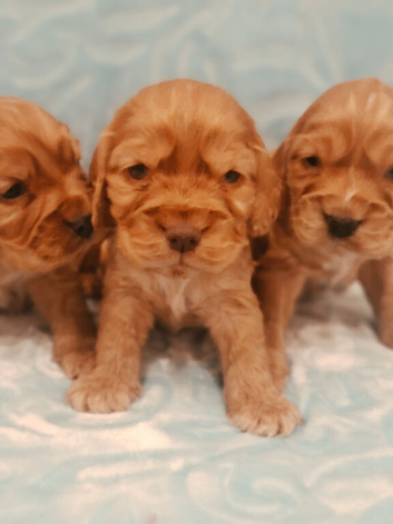 Show type spaniels kc