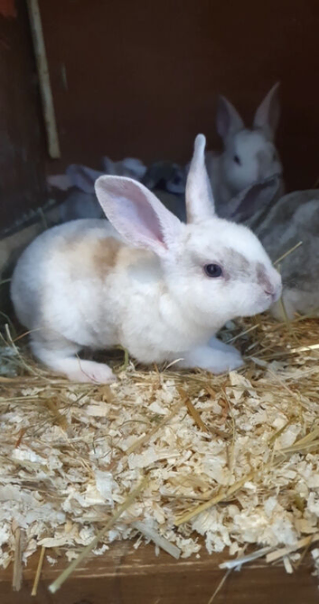 Mini Rex babies