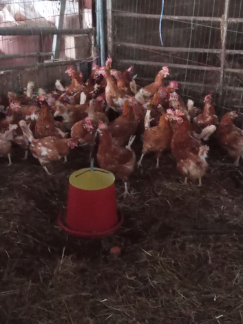 Hens