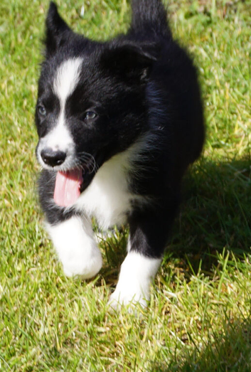 Top Quality Border Collie Pups