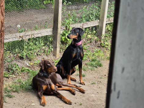 7 Baby Dobie pupps off mixed colours.