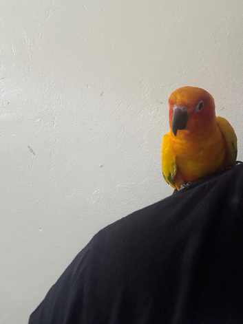 Sun Conure Tamed with cage