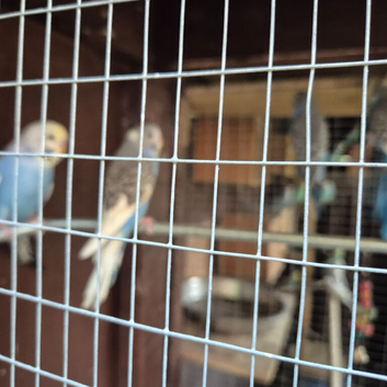 Young budgies available