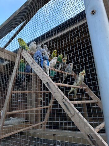 Budgies and cocktails