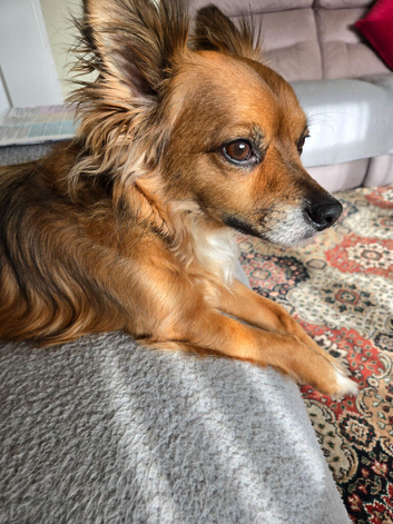 Beautifull, loving dog,