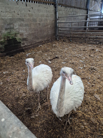 Breeding pair