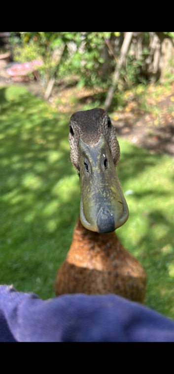 2x Ancona x Indian runner  1x runner duck