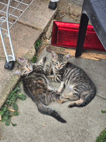 Mixed breed kittens
