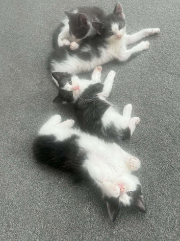 Beautiful kittens