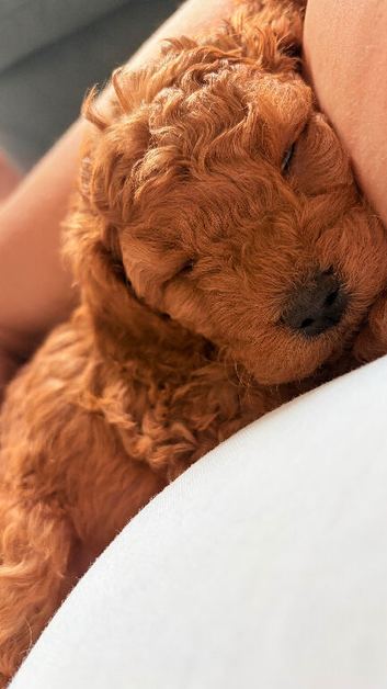 Cavapoo puppies