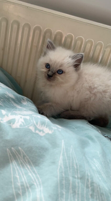 Blue eyed ragdoll kittens 1 girl left