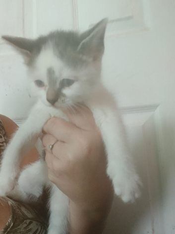 Gorgeous kittens