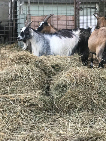 3 nanny pygmy goats