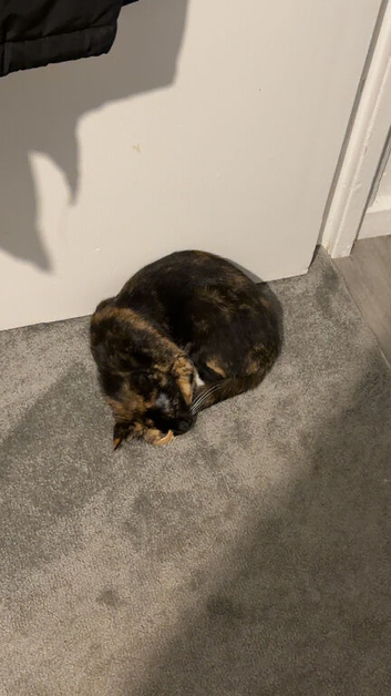 Nala