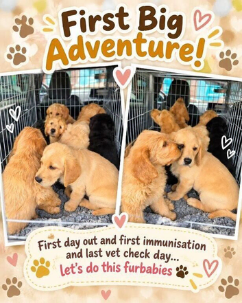 Beautiful Wavy Apricot Labradoodle Girl - 8 Weeks Old Reduced