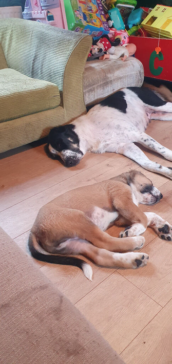 Pure breed alabai the central asian shepherd pups
