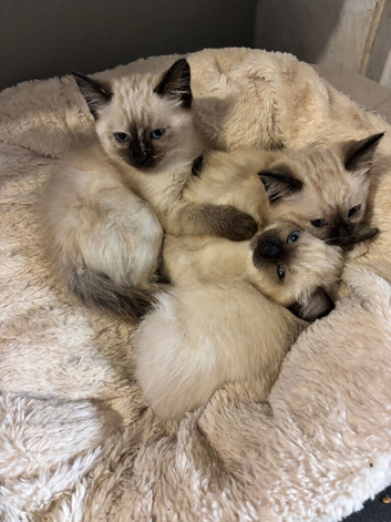 Ragdoll cross kittens