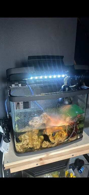 2 baby turtles and full set up