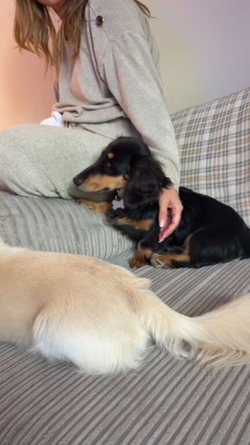 Longhaired miniature Dachund male