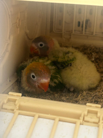 Tame lovebirds